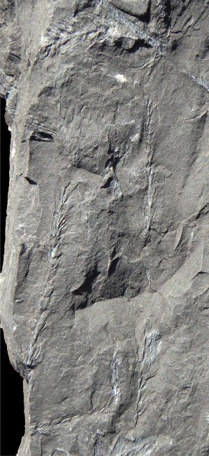 Asterophyllites grandis